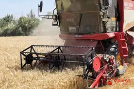 金塔：小麦开镰收割忙图片