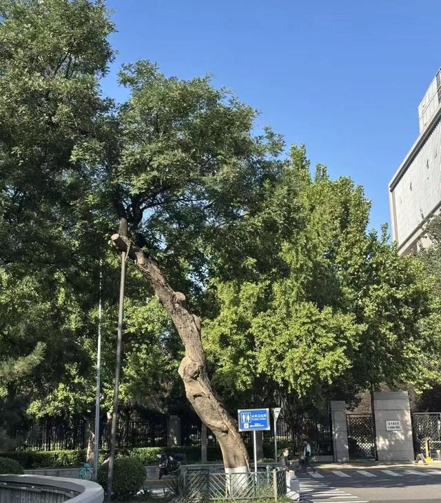 北京古树 家国情怀 国庆古树游线等您来体验