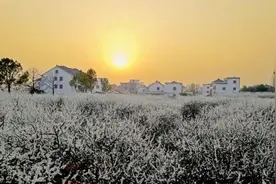 文化漫步开启浪漫花季 浙江桐乡举办槜李文化节图片