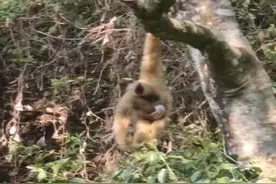 云南景东西黑冠长臂猿家庭再添丁图片