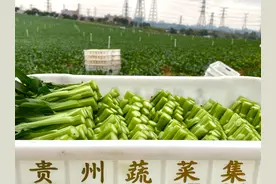 抓两头、带中间、促增收 | 贵州蔬菜集团助力蔬菜产业绘“钱”景图片