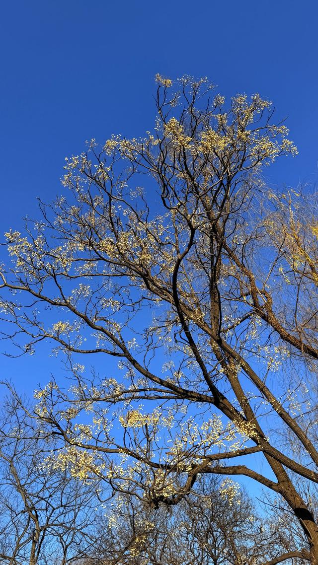 新视界｜泉城公园：冬日落木亦风景