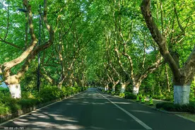 夜读｜又是梧桐花开时图片