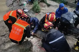 “出逃”鳄鱼已全部找回图片