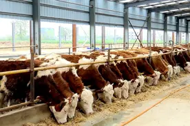 肉牛养殖产业为乡村振兴再添“犇”力图片