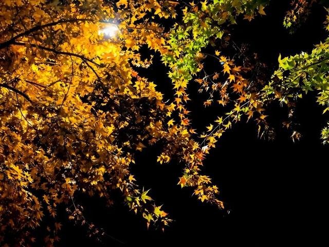 秋天的陇南，有什么好看的？