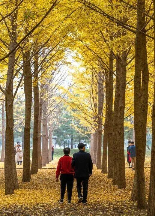 惊艳！身边的北京秋景“天花板”来了！