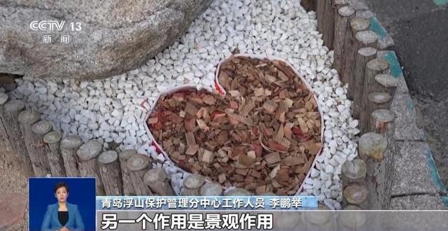 央视关注青岛：落叶“艺术变身”成公园景观和设施