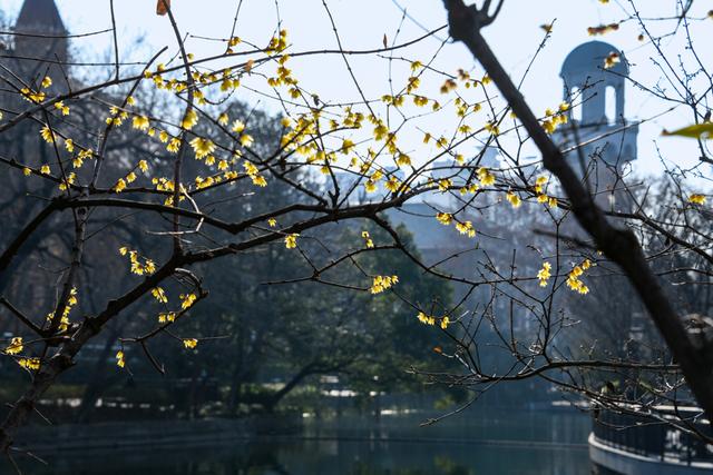 暗香浮动申城冬，闸北公园觅梅踪！