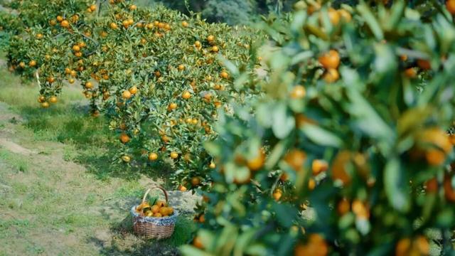 组个“橘” “宜”起“都”来解锁新乐趣→