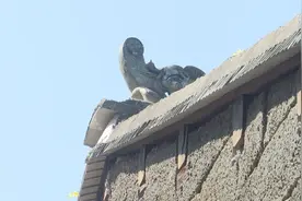 第四次全国文物普查中海口累计完成复查465处 新发现文物点4处图片