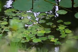 让水边的Citywalk更有趣！一起来认识这些“宝藏”植物图片
