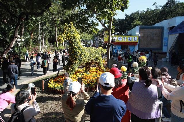 多图直击！第41届深圳东湖公园菊花花会开幕