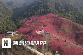 樱花浪漫  我在等你！福州多地成赏樱热门打卡点图片