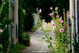 四川人的“故乡花”亮相成都世园会 专家解读：蜀葵是中国的形象 四川的骄傲图片