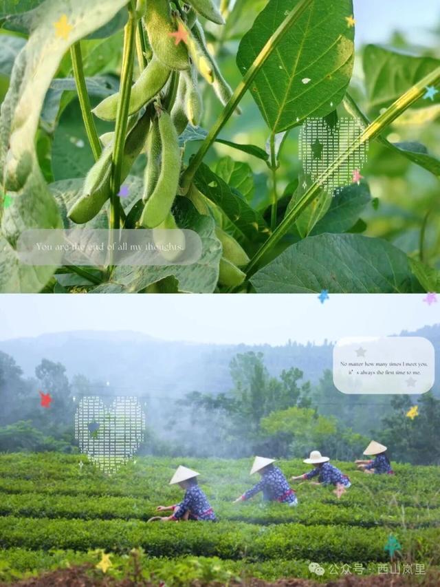 日照一全新打卡地！也太美太治愈了吧！