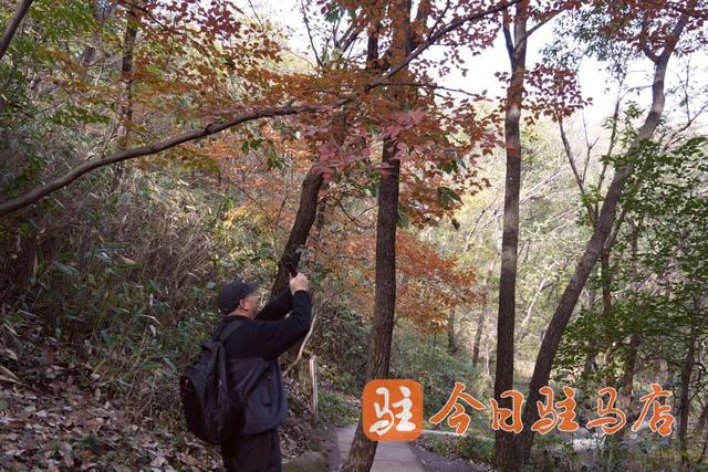 初冬金顶山：红叶染层林 漫山披盛装
