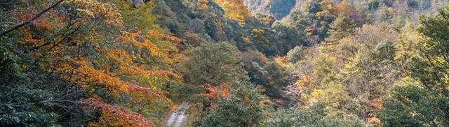 青睐绵阳 ‖ 小众彩林秘境！平武这条沟藏着最惊艳的秋天~
