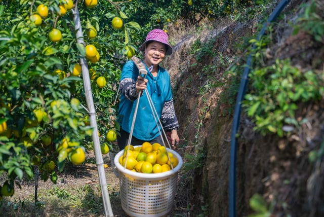 这个周末，来赣州摘脐橙！
