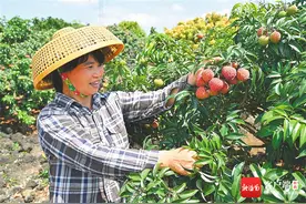 海口火山荔枝王：果未离枝 订单已至图片