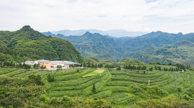 【深度】重组与超越：梵净山茶旅融合的“绿色密码”