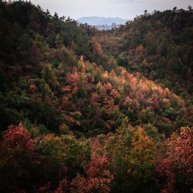 去有“枫”的地方，团风大崎山“枫”景正好！