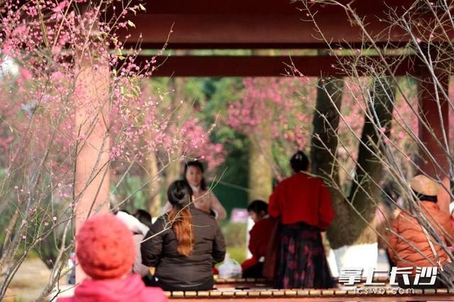梅花满枝头，赏花打卡正当时｜组图