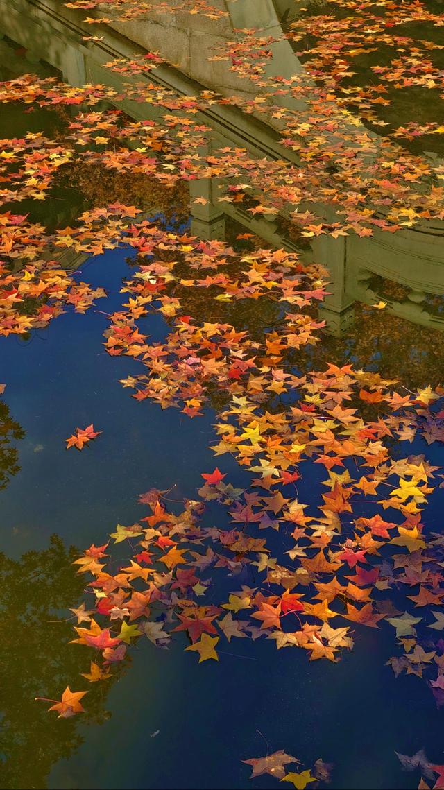 于香山叶脉间，读懂了这座城的秋天