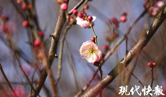 南京古林公园早梅初绽，快来探第一缕梅香