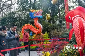 阳光回归 杭州市民逛花展迎新春图片