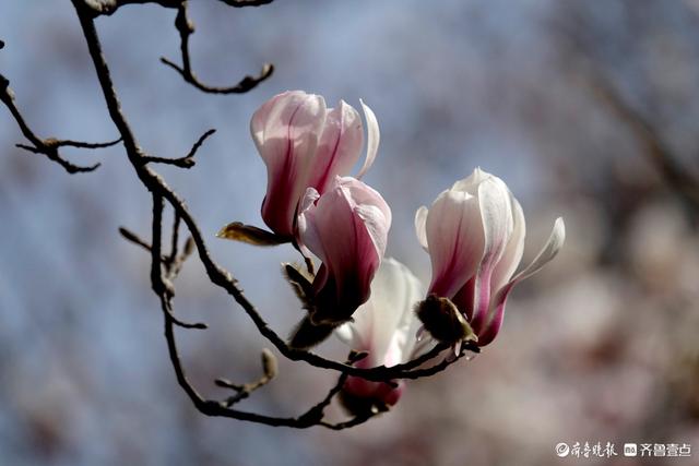 赏花正当时！趵突泉玉兰花开，与泉水共绘春色