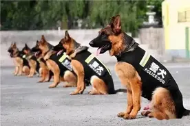 研学招募 | 警犬“汪汪队”如何练成？一起探秘广州公安警犬基地图片