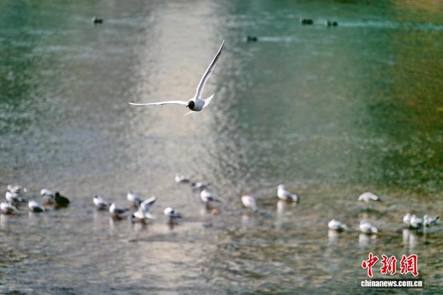 “半碗沙”化“一库碧”：刘家峡水电站50载重塑母亲河生态