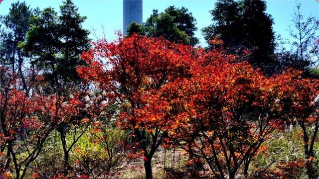 江西全南：初冬“枫”景如画 银杏红枫共绘金色浪漫