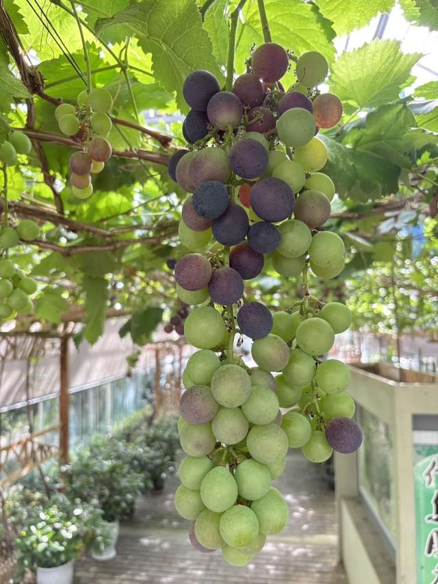 乐游绵阳 清凉一夏 ‖ 拒绝燥热！带娃趣冲浪、泡温泉、玩非遗，摘葡萄…北川这个地方简直不要太安逸！