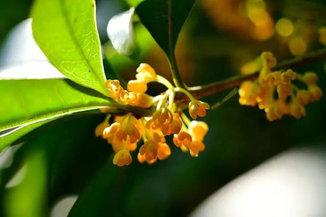 季节限定！浙江这些宝藏赏桂地与你“香”约~