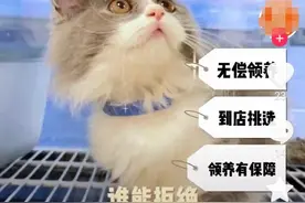 0元免费领养猫咪？有猫腻！｜长沙晚报帮帮团图片