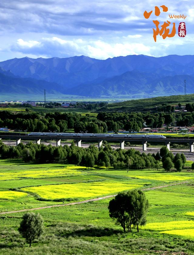 【小陇画报·387期】民乐油菜花海 金色波浪美翻整个夏天
