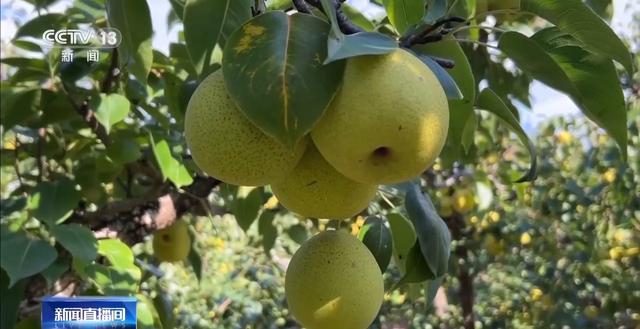 辽宁海参多少钱一斤 2026年辽宁大连海参多少钱一斤