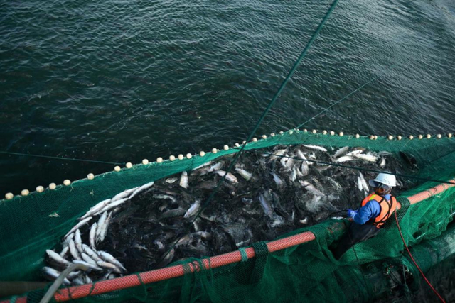 神州答卷｜守护清清黄河源头的青海故事