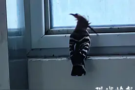 头戴“花冠”的小鸟慌乱撞窗户，大家助其回归大自然图片