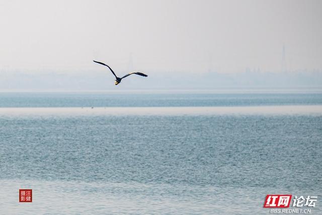 岁暖时刻丨慢享安乡珊珀湖时光：与候鸟相伴，遇见岁月静好