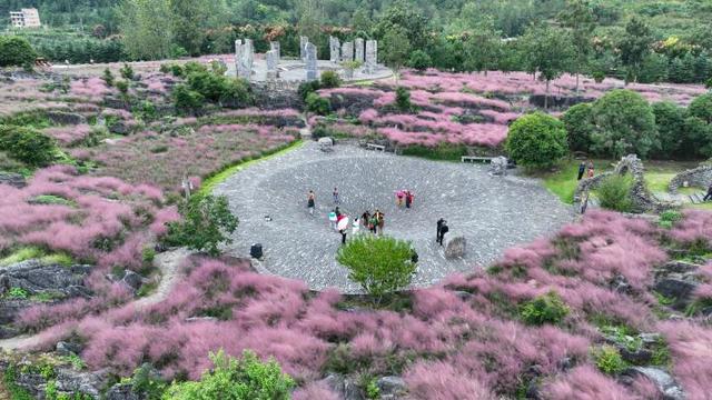 重庆酉阳：粉黛花海醉游人
