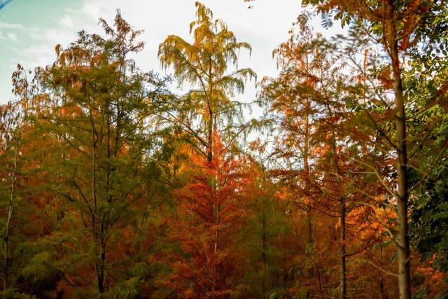 红红火火！这幅八闽“杉”水画等你细细品