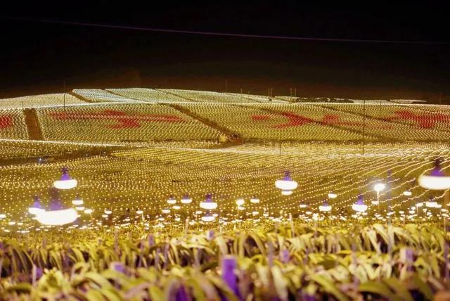 南宁冬季水果采摘全攻略 | 东北老铁、西北家人，告别猫冬！来南宁实现“水果自由”