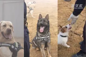 “汪汪队” 出击！看警犬是怎样“炼成”的视频封面