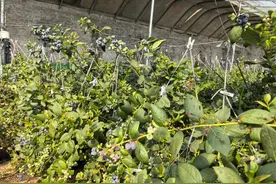 硕果丰收压满枝 麟游蓝莓热销北上广图片