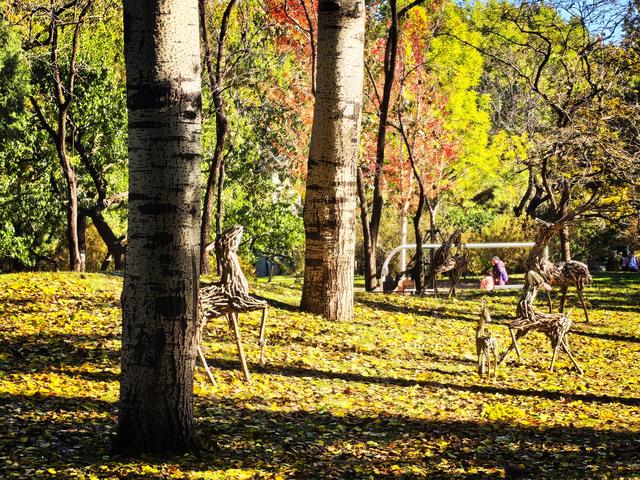 万里无云，阳光正好！周末到公园欣赏北京的秋
