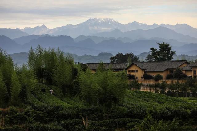 蒲江「村咖指南」