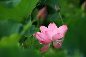 美文丨石川：有一种光芒，叫随和图片